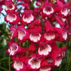 Penstemon Pensham 'Amelia Jane'